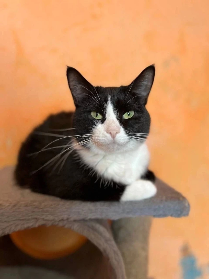 Капля (Терпения). Приют «Бусинка»