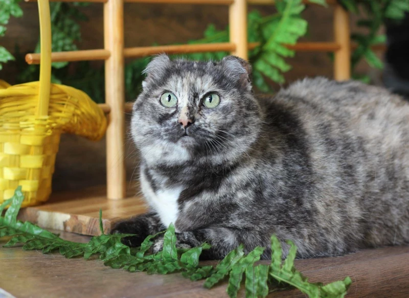 Черемуха. Приют «Бусинка»