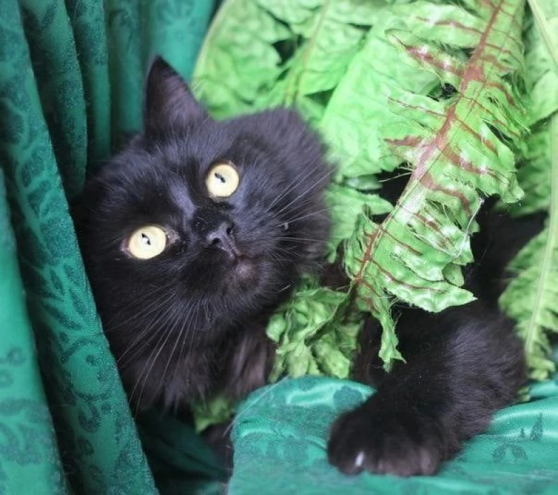 Ярокус. Приют «Бусинка»