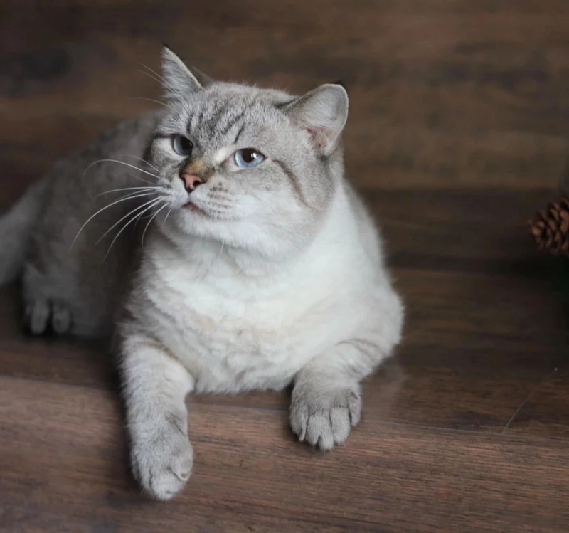 Кактус. Приют «Бусинка»