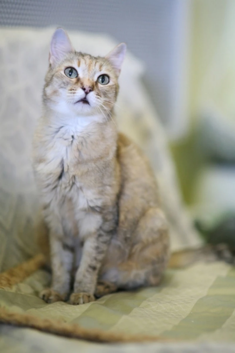 Юлианна. Приют «Ласка»