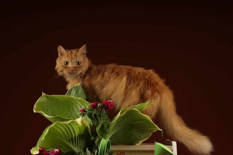 Пух. Приют «Ласка»