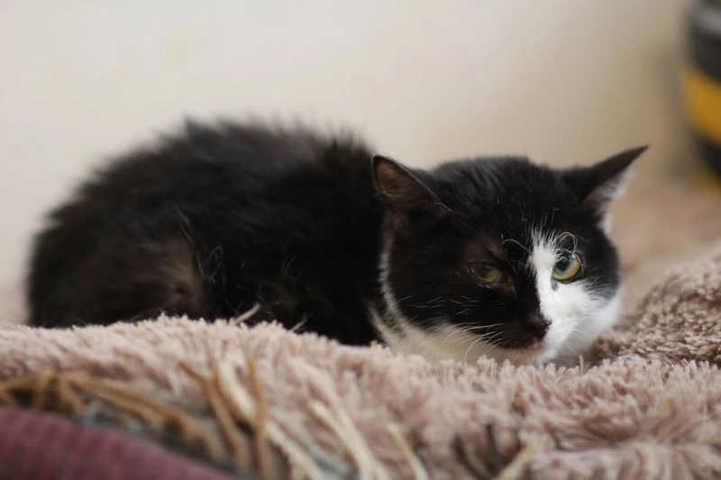 Батишта. Приют «Ласка»