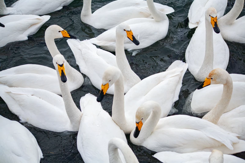 Лебединая зимовка на озере Светлое в Советском районе. Дарья Беркетова
