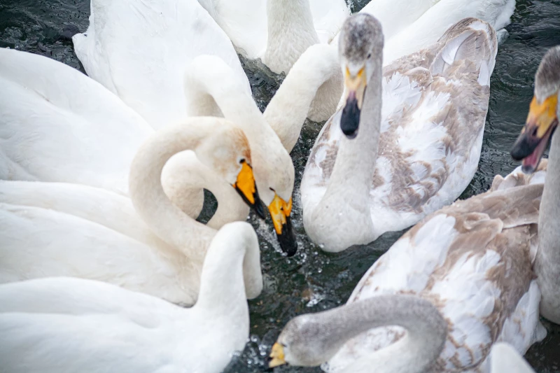 Лебединая зимовка на озере Светлое в Советском районе. Дарья Беркетова
