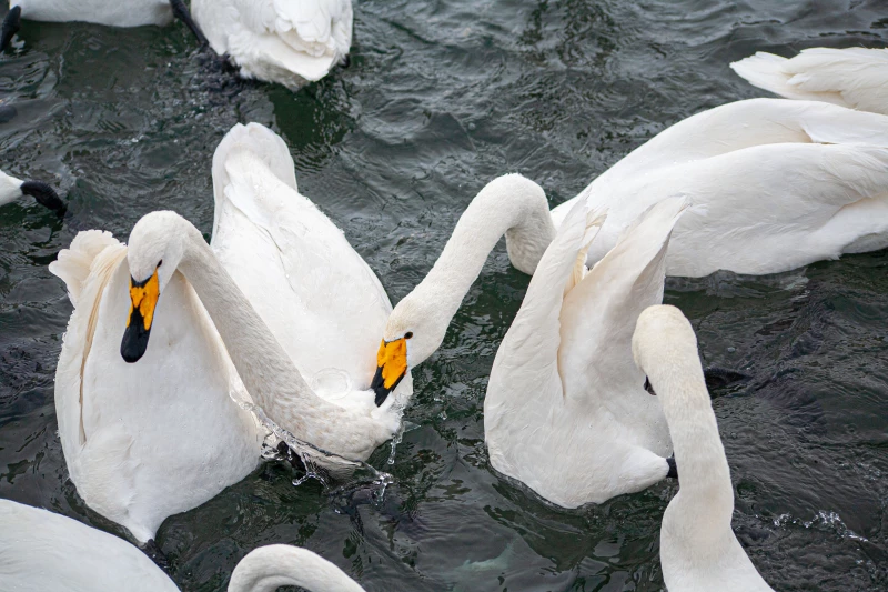 Лебединая зимовка на озере Светлое в Советском районе. Дарья Беркетова