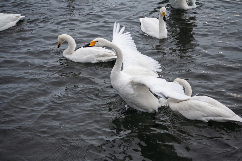 Лебединая зимовка на озере Светлое в Советском районе. Дарья Беркетова