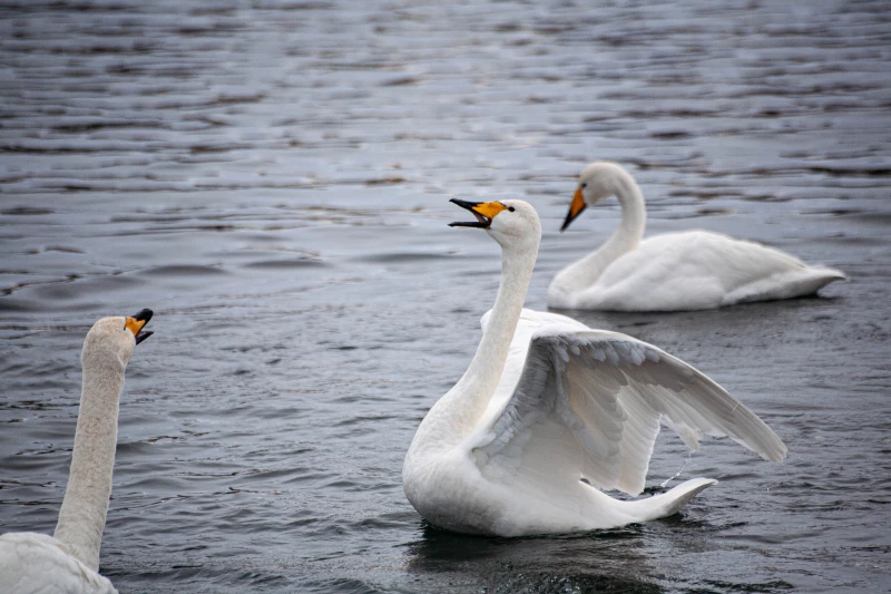 Лебединая зимовка на озере Светлое в Советском районе. Дарья Беркетова