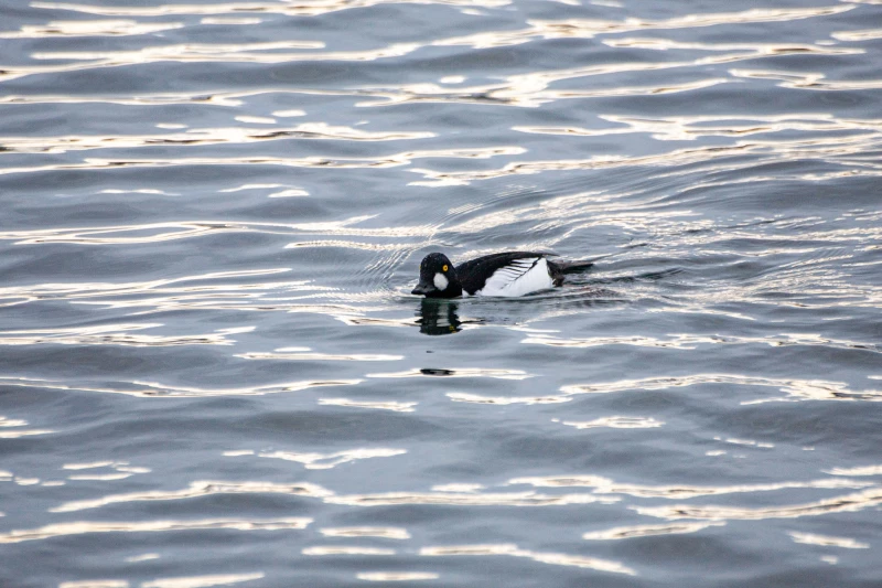 Лебединая зимовка на озере Светлое в Советском районе. Дарья Беркетова