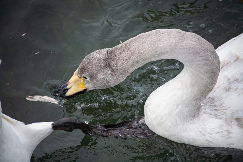 Лебединая зимовка на озере Светлое в Советском районе. Дарья Беркетова