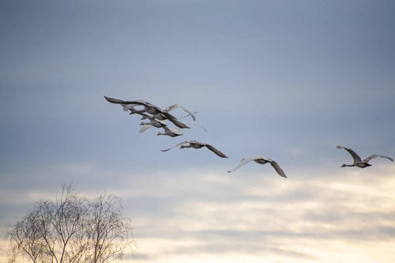 Лебединая зимовка на озере Светлое в Советском районе. Дарья Беркетова