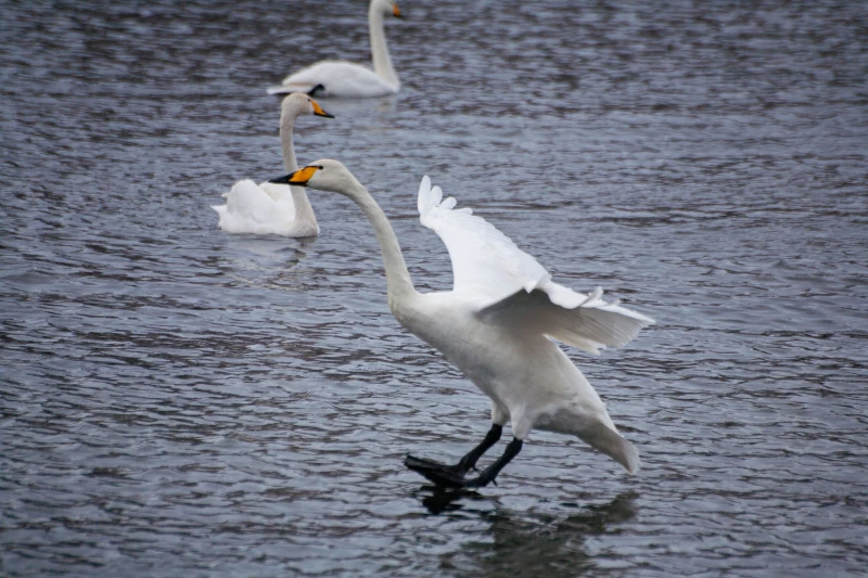 Лебединая зимовка на озере Светлое в Советском районе. Дарья Беркетова