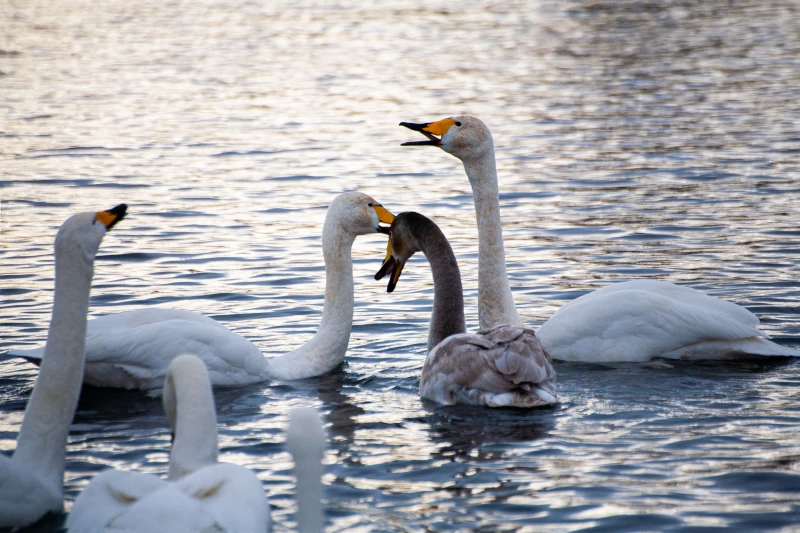 Лебединая зимовка на озере Светлое в Советском районе. Дарья Беркетова
