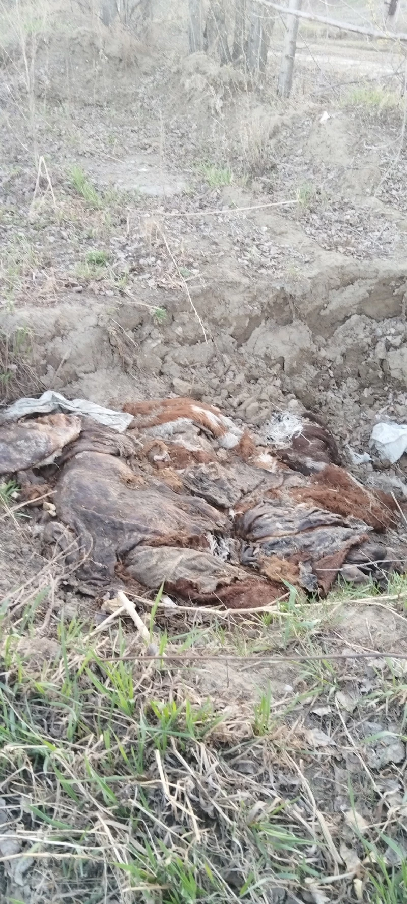 Свалка с останками. ВК группа Новоалтайское Городское Казачье Общество